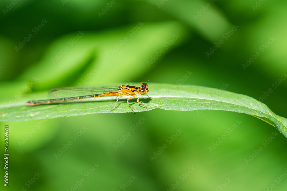 Eastern Forktail Damselfly on Leaf Eastern Forktail Damselfly on Leaf