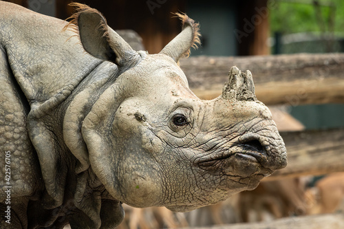 Portrait of an Indian rhinoceros in a zoo