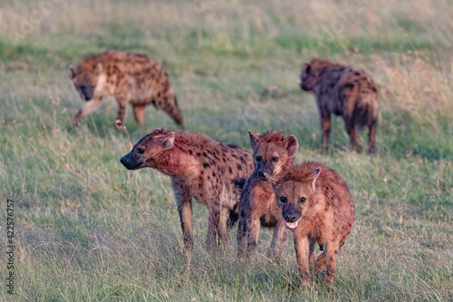 pack of hyenas hunting