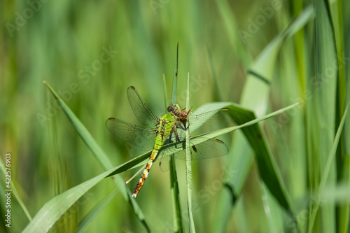 Eastern Pondhawk Dragonfly on Leaf 