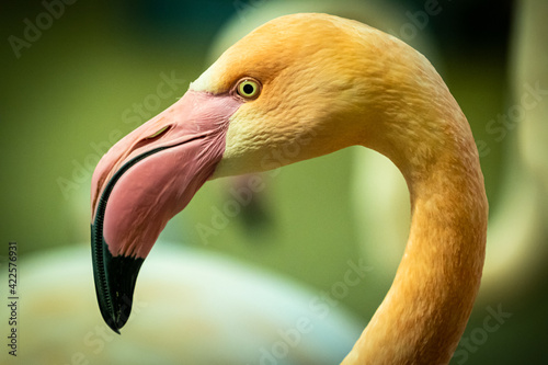 Flamingo, Porträt