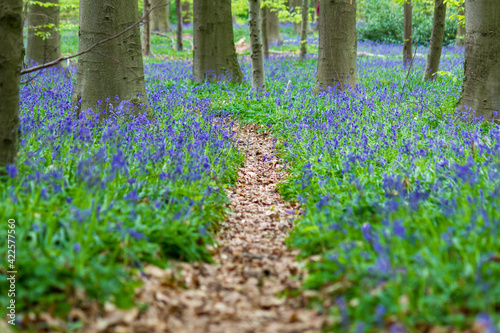 Fototapeta Naklejka Na Ścianę i Meble -  The Hallerbos in Belgium with blooming bluebell flowers and footpath covered in old leaves