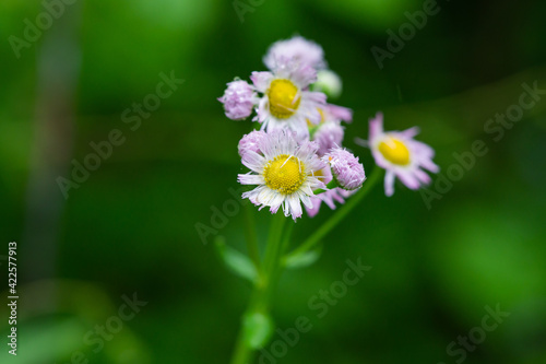 Fleabane Flowers in Bloom in Summer