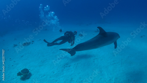 Fototapeta Naklejka Na Ścianę i Meble -  Diving with dolphins