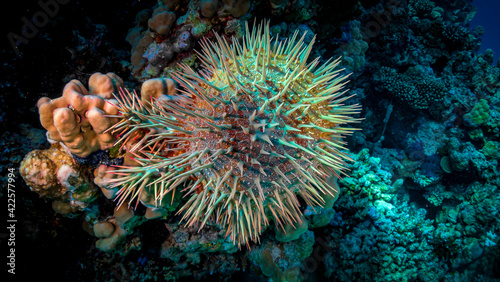 The crown of thorns sits on the coral of the Red Sea