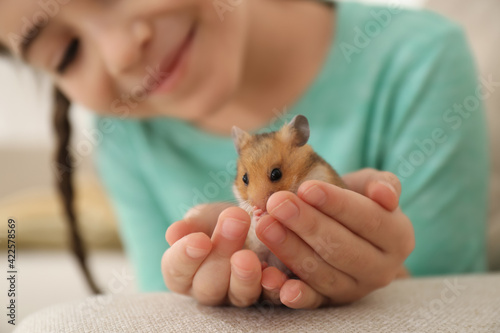 Little girl holding cute hamster at home, closeup photo