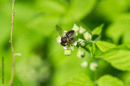 Leafcutter Bee on Black Raspberry Flowers