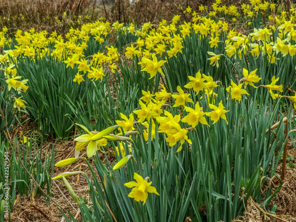 beautiful bright yellow daffodils growing in the english countryside