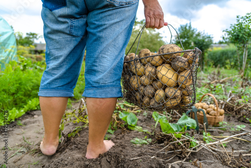 Bio vegetable farming. Organic potato harvest on field. Farmer digging potatoes from the soil.