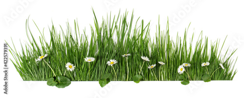 Spring grass with daisy flowers isolated on white - Panorama