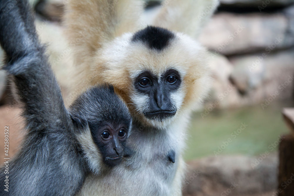 White faced baby gibbon monkey with mom