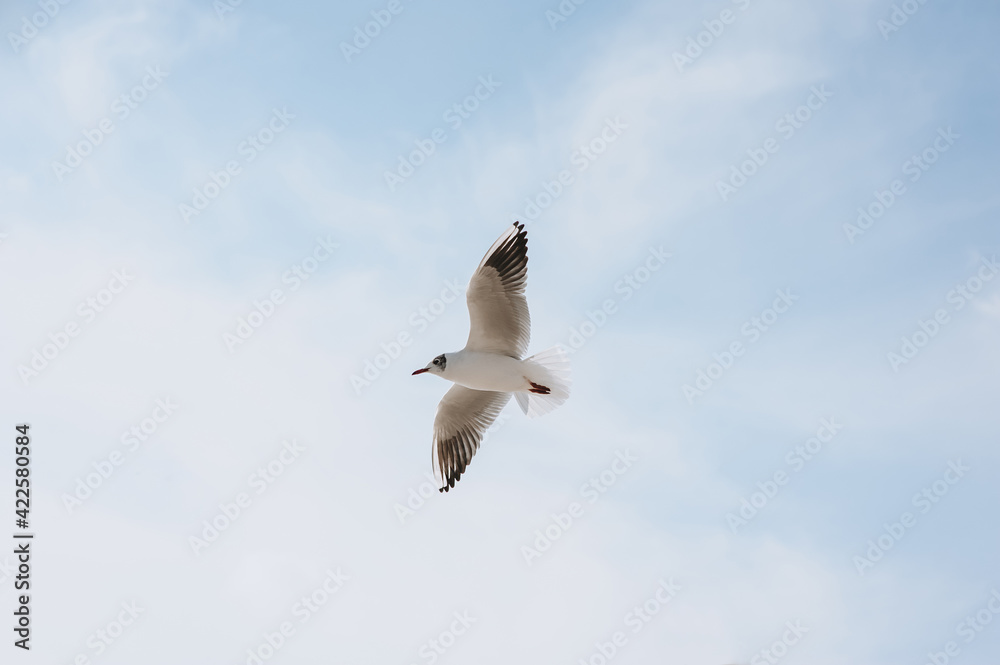 Obraz premium A beautiful, large white seagull flies against the blue sky, soaring above the clouds, spreading its wings. Photography of birds.