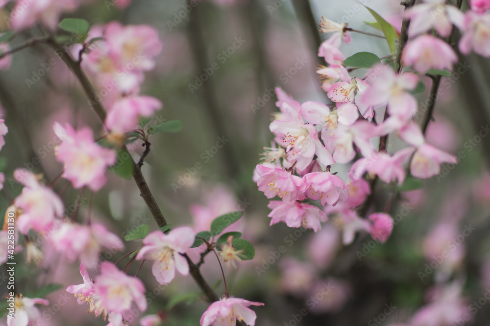 Beautiful floral spring abstract background of nature. Branches of blossoming cherry with selective focus. Banner For easter and spring greeting cards with copy space Beautiful floral spring abstract background of nature. Branches of blossoming cherry with selective focus. Banner For easter and spring greeting cards with copy space