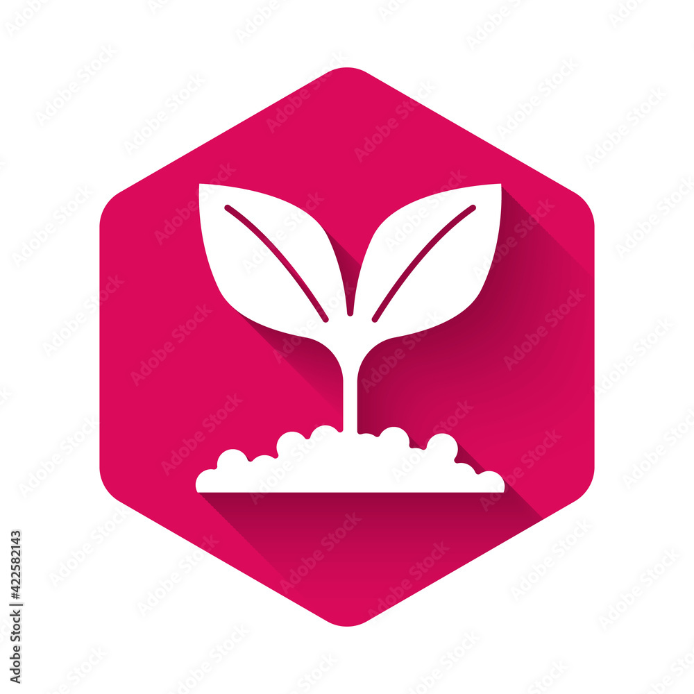 White Plant icon isolated with long shadow background. Seed and seedling. Leaves sign. Leaf nature. Pink hexagon button. Vector White Plant icon isolated with long shadow background. Seed and seedling. Leaves sign. Leaf nature. Pink hexagon button. Vector