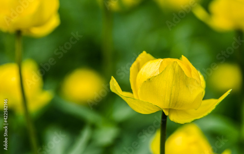 yellow buttercup on green background