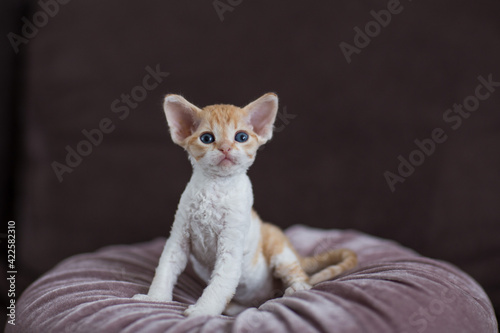 Photos little devon rex kitten sitting on a pillow