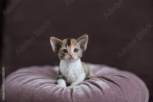 Fotografie portrait of a little devon rex kitten
