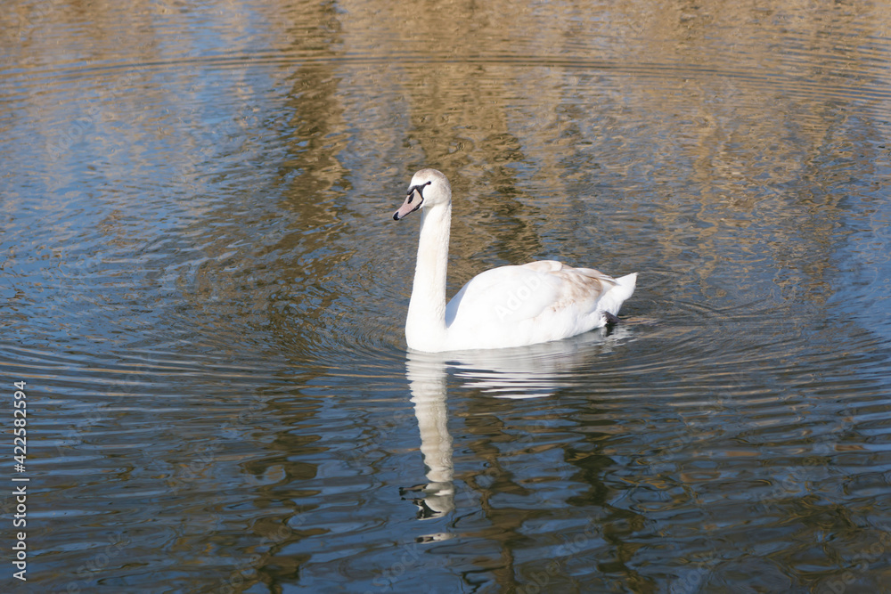 A Mute Swan (cygnus olor) in the Ziegeleipark, Heilbronn, Germany A Mute Swan (cygnus olor) in the Ziegeleipark, Heilbronn, Germany
