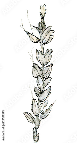 Fototapeta Naklejka Na Ścianę i Meble -  Collection of watercolor cereals. Illustration of delicate pastel, beige rye in the sketch style. Elegant dried branch on a white background.