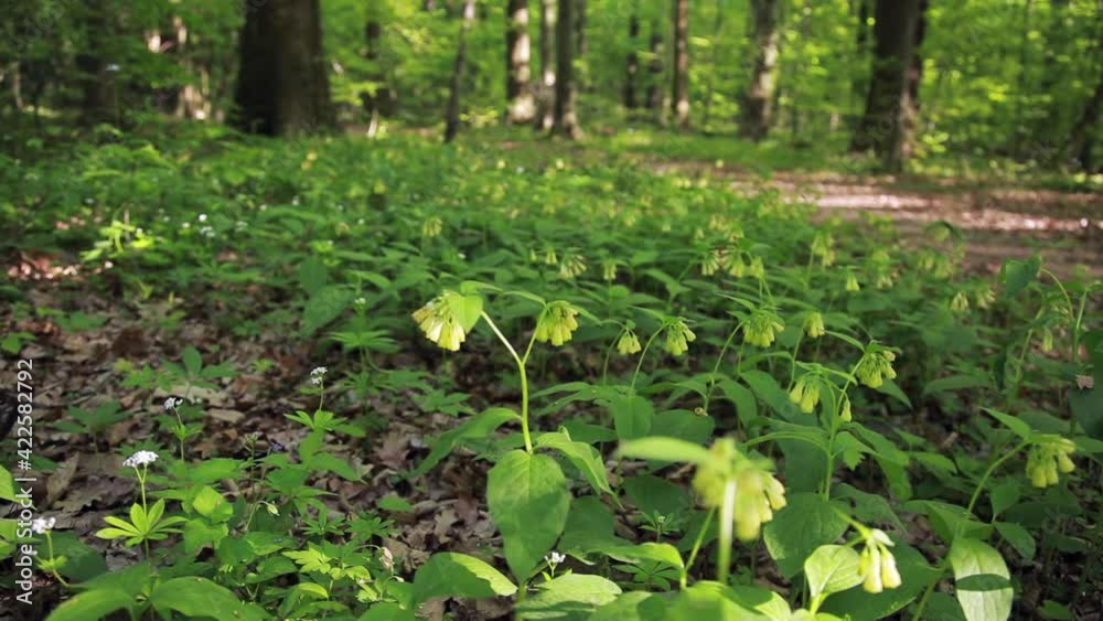 The tuberous comfrey flowers in the forest