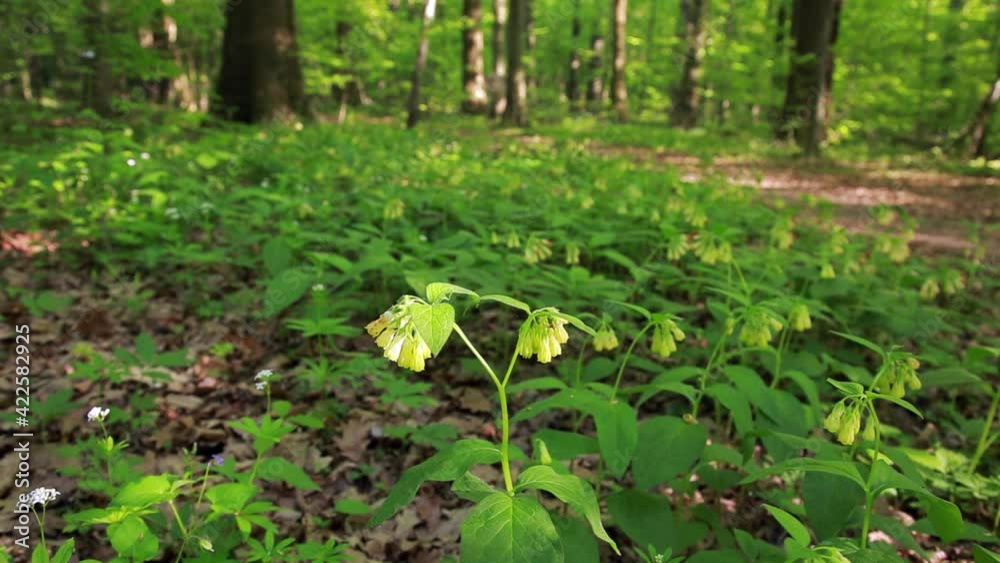 The tuberous comfrey flowers in the forest The tuberous comfrey flowers in the forest