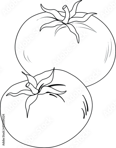 Illustration of two tomatoes in a vector