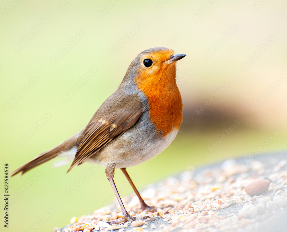 Fototapeta premium bird, robin, nature, wildlife, animal, red, wild, birds, beak, branch, garden, redbreast, winter, breast, feathers, feather, songbird, orange, tree, green, erithacus, thrush