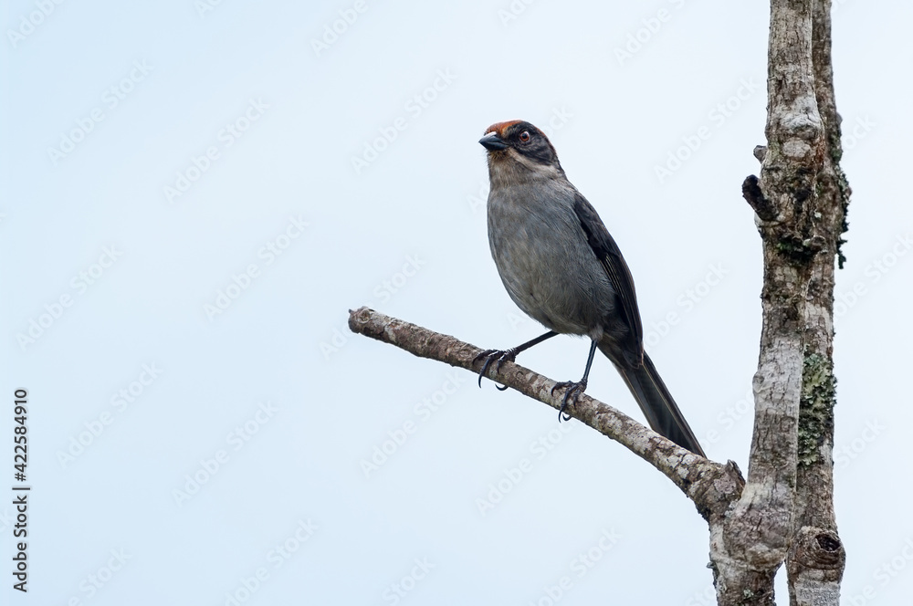 Fototapeta premium Antioquia Brush-finch (Atlapetes blancae) perched on a pole on top of a tree in Santa Rosa de Osos