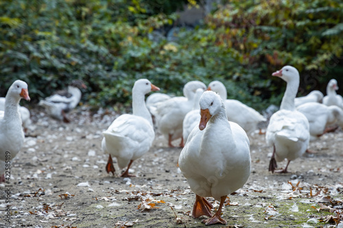 Flock of white geese with an angry geese