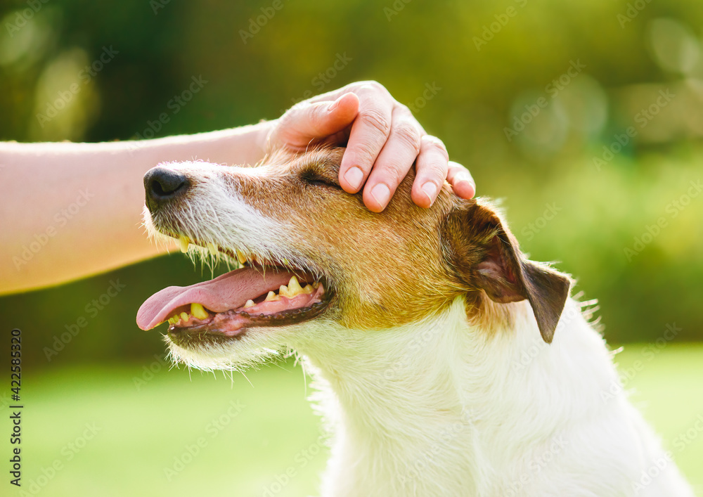 What Can You Give A Dog To Calm It Down