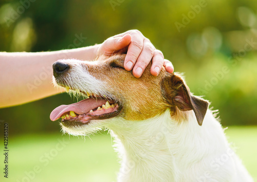 Fotografija Pet owner uses physical contact to calm down her dog and stop anxiety