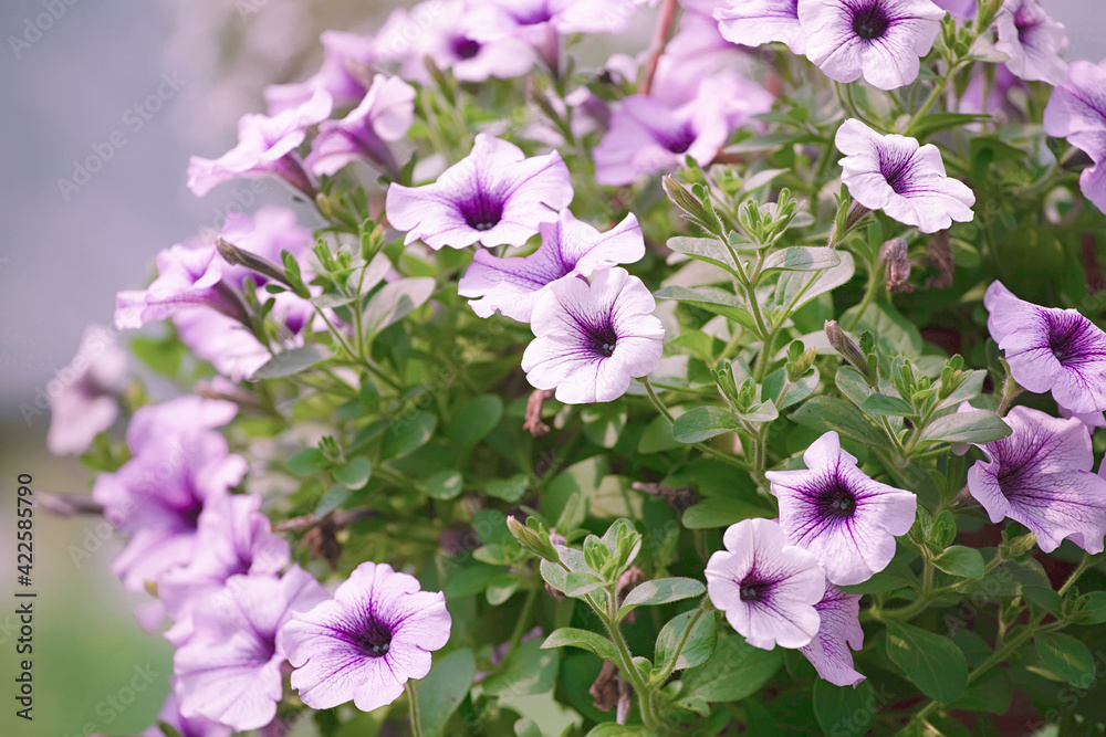 Beautiful blooming purple begonia in a hanging pot outdoor,close up.. Beautiful blooming purple begonia in a hanging pot outdoor,close up..