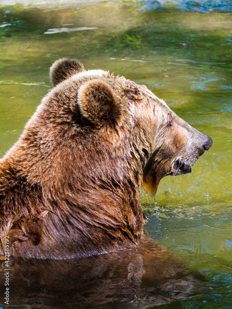 An European brown bear have a bath in a sunny day An European brown bear have a bath in a sunny day