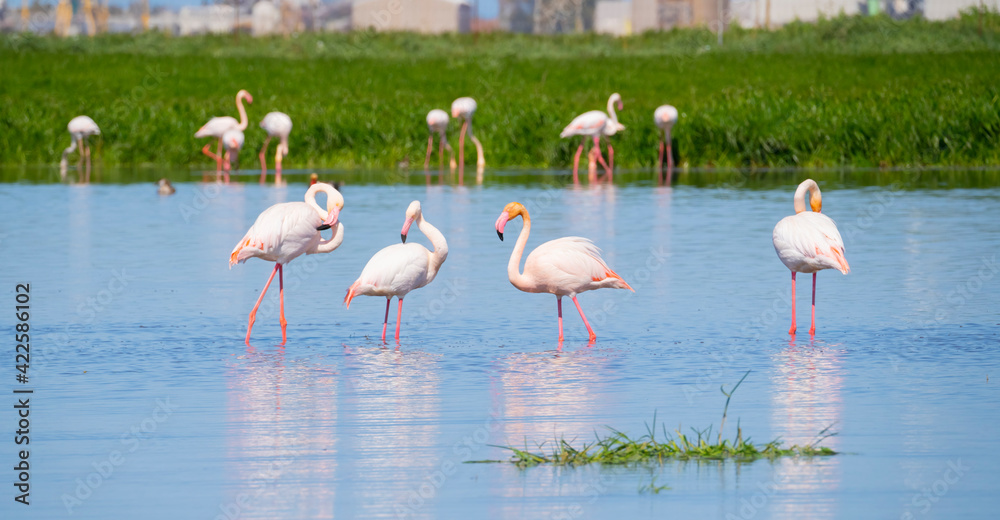pink flamingo looks for food in the pond in Oristano, southern Sardinia
