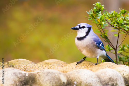 Φωτογραφία blue jay perched on edge of birdbath