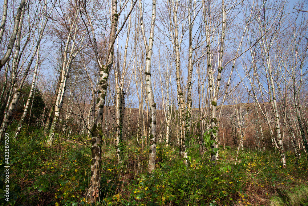 Beautiful view on autumn forest on a sunny day, Ireland Beautiful view on autumn forest on a sunny day, Ireland