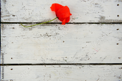 Beautiful poppy flower is on the grunge obsolete wooden background with copy space