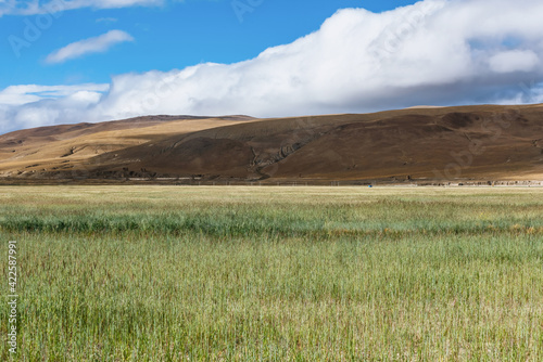 natural scenery of Tibetan countryside and barley wheat fields