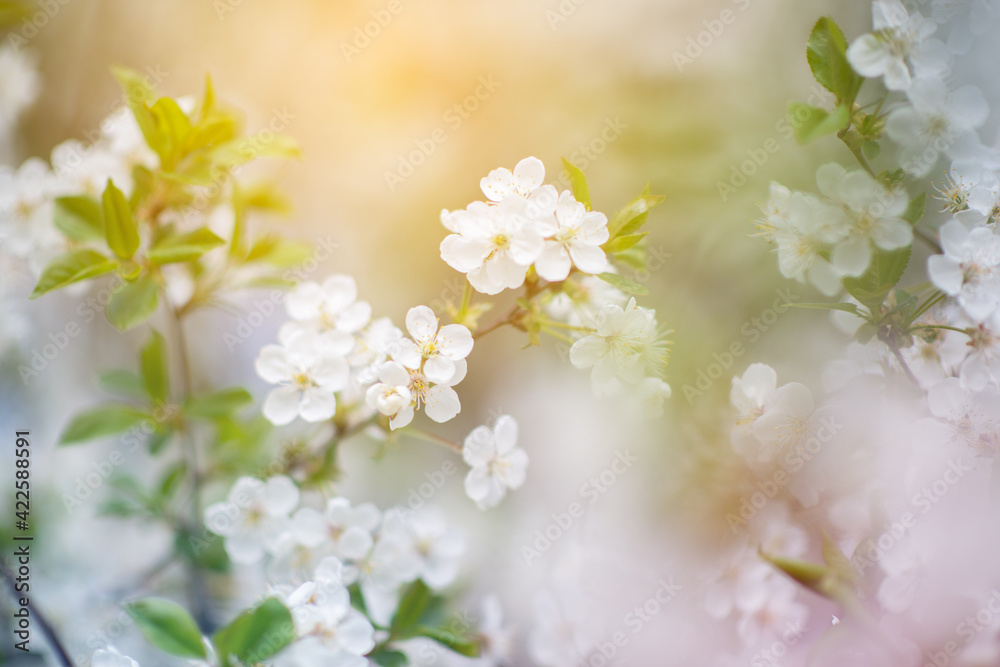 Branch of blossom sakura tree with white flowers, beauty in nature, beautiful spring nature background. Blooming Branch of blossom sakura tree with white flowers, beauty in nature, beautiful spring nature background. Blooming