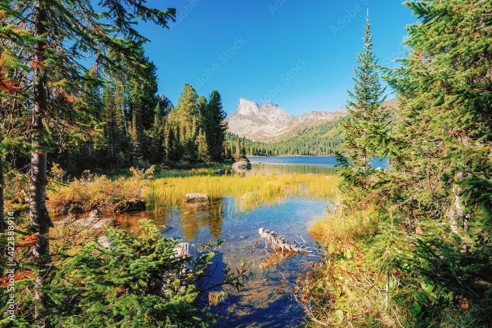 Fototapeta premium Lake Svetloye in Ergaki on an autumn morning among the taiga rocks with blue sky in the warm sun and trees 