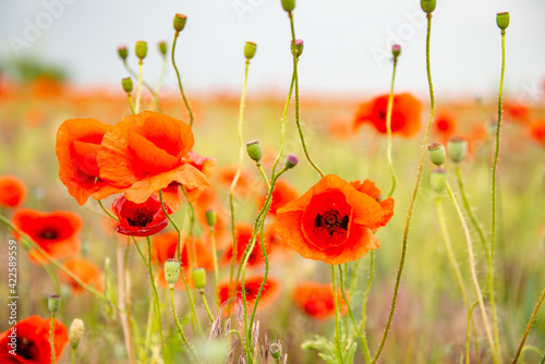 Beautiful poppy field with blooming red flowers, spring blooming background