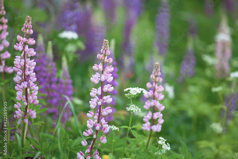 A field of beautiful multi-colored lupins.Summer floral background. A field of beautiful multi-colored lupins.Summer floral background.