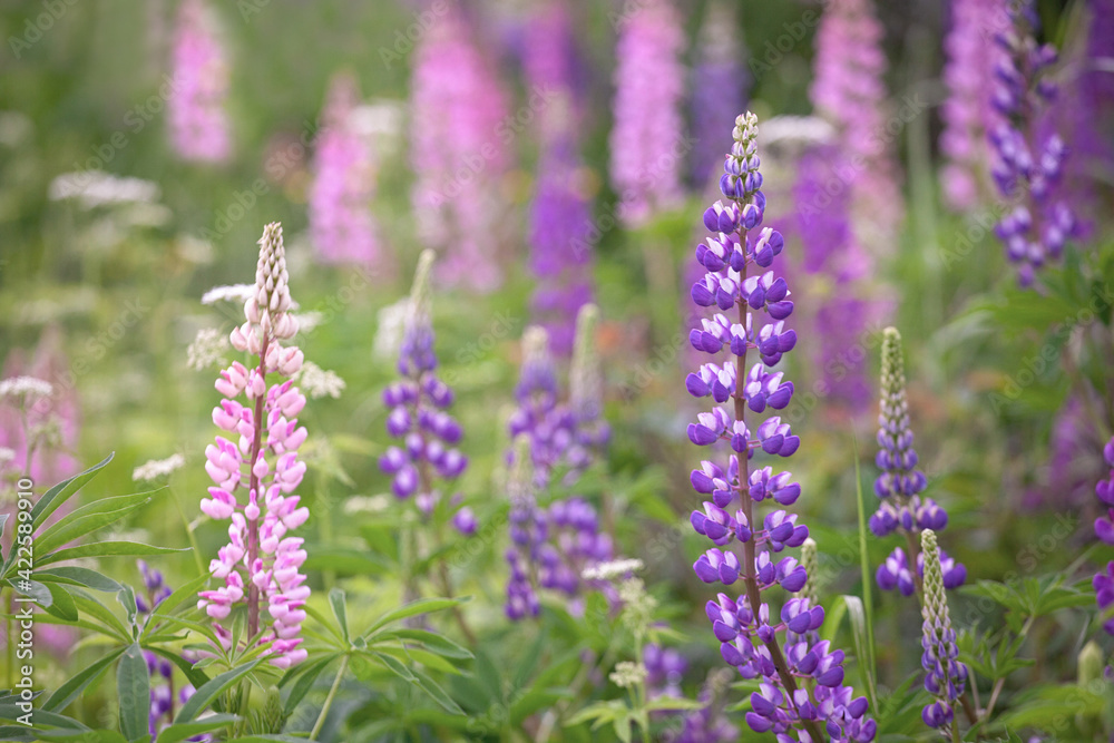 A field of beautiful multi-colored lupins.Summer floral background. A field of beautiful multi-colored lupins.Summer floral background.