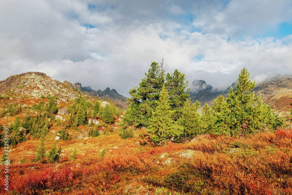 Autumn forest high in the mountains peaks in the clouds Christmas trees and red grass