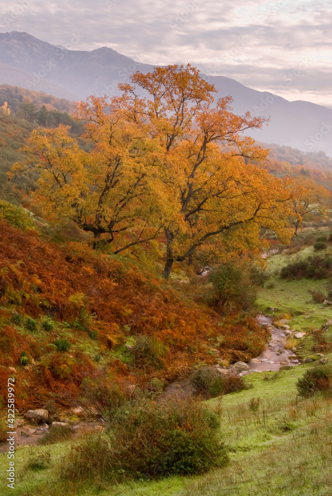 An autumn landscape in central Spain