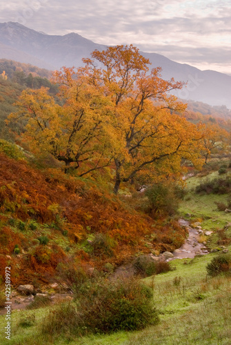 An autumn landscape in central Spain © Rafa Ruiz Foto