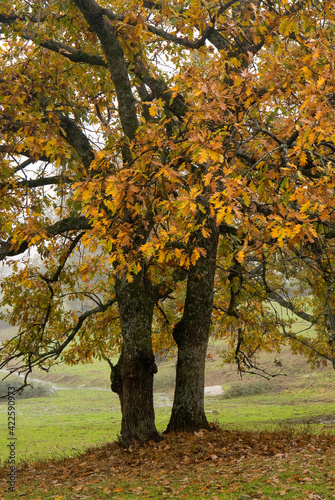 An autumn landscape in central Spain