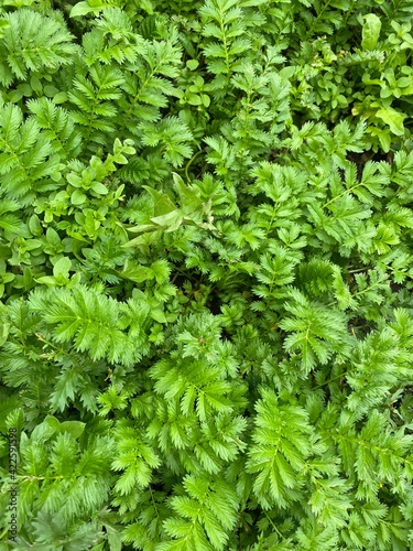 green leaves background