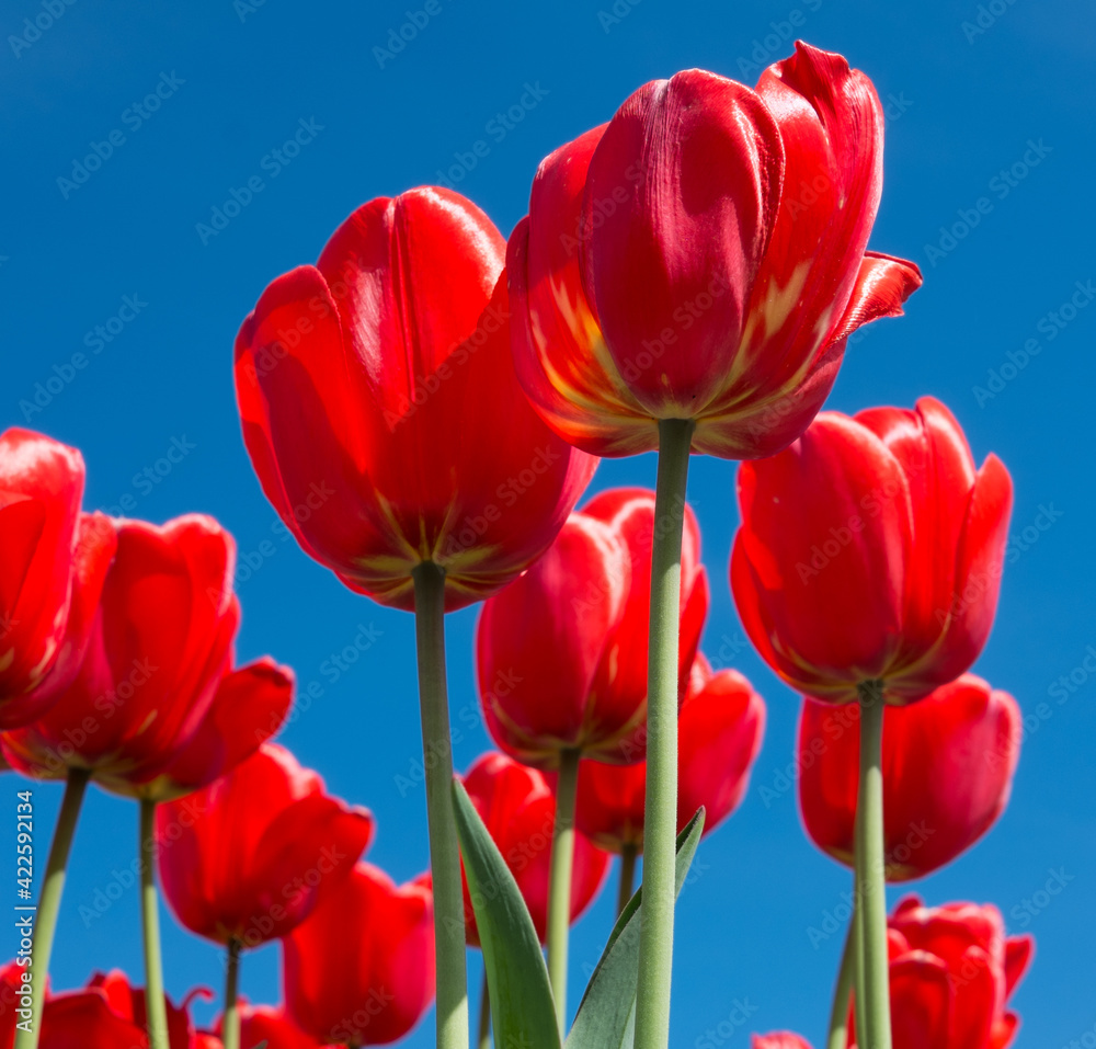 Spring flowers. Red tulips on blue sky background in sunny day Spring flowers. Red tulips on blue sky background in sunny day