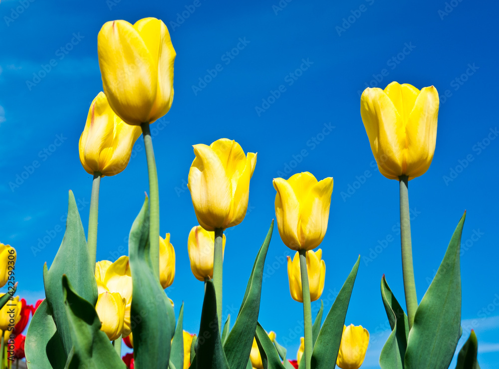 Obraz premium Spring flowers. Yellow tulips on the blue sky background in sunny day